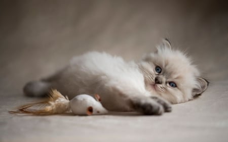 Kitten - cute, sweet, cat, siamese, white, pisica, toy, kitten, mouse