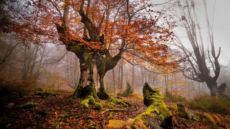 Forest - nature, landscape, Forest, tree, leaves