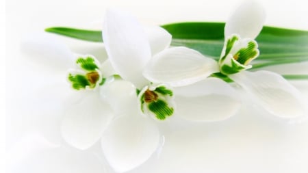 Snowdrops so White - white, floral, blossoms, green, snowdrops, flowers, firefox persona theme, spring