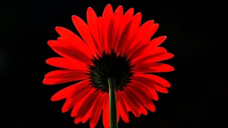 GERBERA - flower, petals, colors, stem