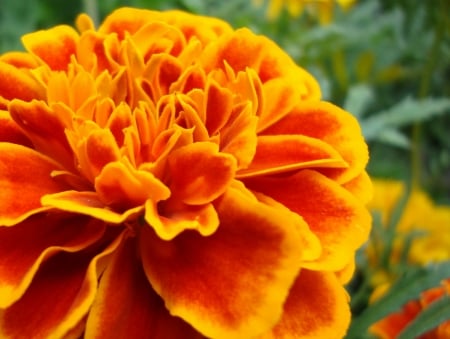 MARIGOLD - leaves, petals, nature, colors