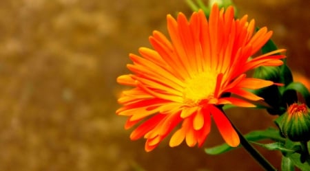 DAISY - leaves, petals, colors, stem