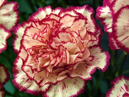 CARNATIONS - NATURE, COLORS, LEAVES, PETALS