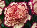 CARNATIONS