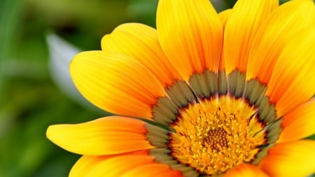 GAILLARDIA - leaves, petals, nature, colors