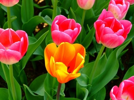 TULIPS - leaves, colors, stems, petals