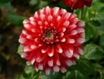 DAHLIA