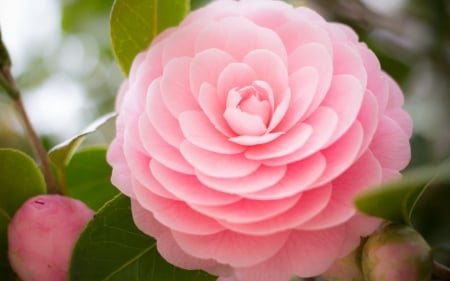 CAMELLIAS - leaves, petals, nature, colors