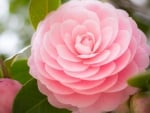 CAMELLIAS