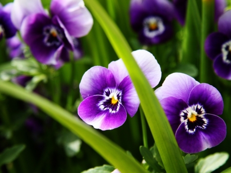 FLOWERS - petals, leaves, stem, colors, pansies