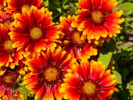 GAILLARDIA - leaves, petals, nature, colors