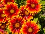 GAILLARDIA