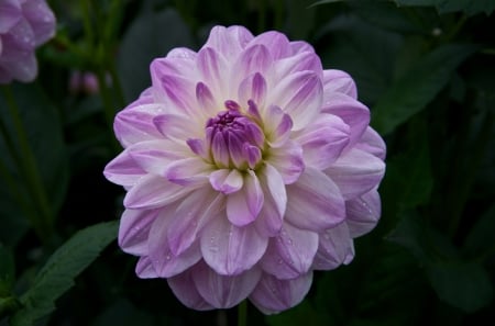 DAHLIA - leaves, nature, colors, petals