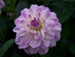 DAHLIA