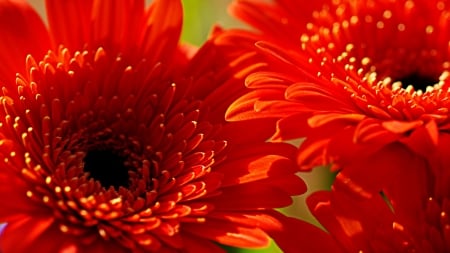 GERBERAS - NATURE, FLOWER, COLORS, PETALS