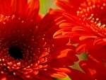 GERBERAS