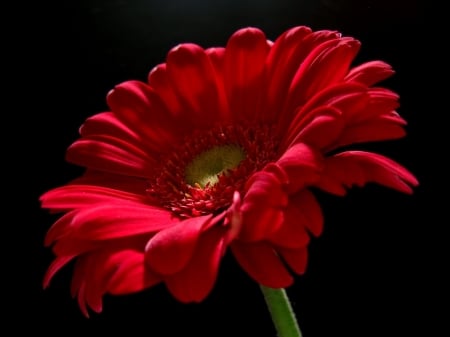 GERBERA - petals, nature, colors, stem