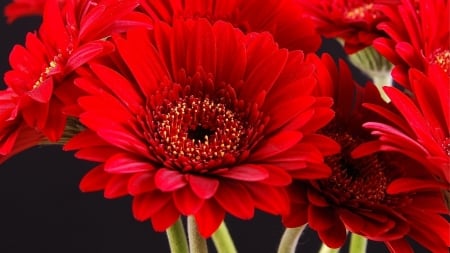 GERBERAS - NATURE, COLORS, STEMS, PETALS