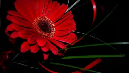 GERBERA - DESIGN, COLORS, LEAVES, PETALS