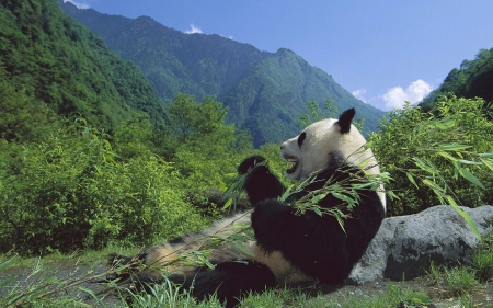 happy panda - panda, bear, leaf, mountain