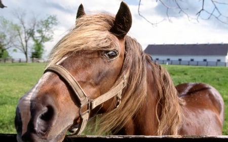 horse - head, grass, animal, horse