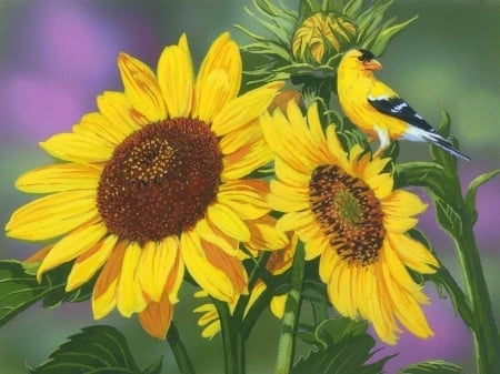 Goldfinch & Sunflowers - sunflowers, birds, summer, fields, paintings, goldfinch, nature, love four seasons, animals