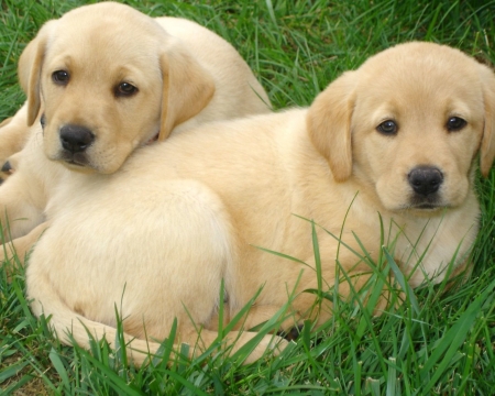 Labrador Retriever Puppies - animal, retriever, dog, grass, puppies, labrador