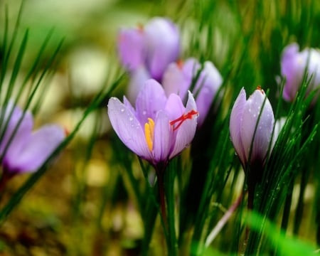 Spring Crocuses - flowers, spring, crocus, nature