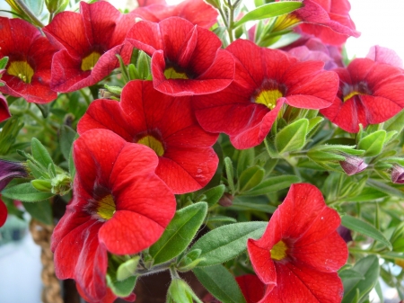 Red Piones in the field - Grass, Field, Red, Piones