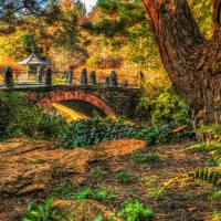 bridge in the forest