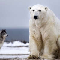 White Polar Bear And Canadian Eskimo Dog