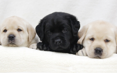 Puppies - dog, black, white, animal, cute, caine, puppy, trio, labrador