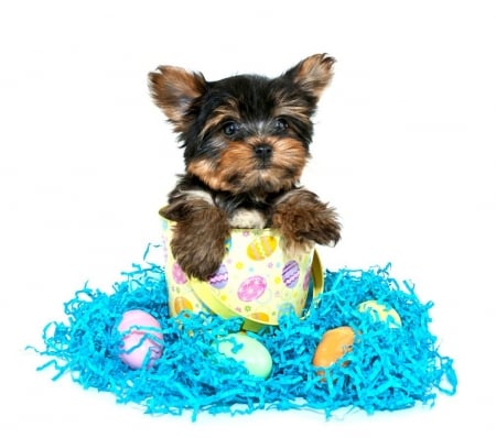 Happy Easter! - blue, easter, white, funny, yorkshire terrier, cute, puppy, egg, card