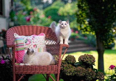 Cats - summer, animal, pink, cat, siamese, chair, garden, white, pisica, couple, green