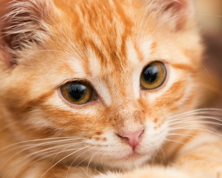 Kitten - face, cat, eyes, animal, orange, pisica, kitten, ginger