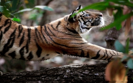 tiger - cats, big, animals, tiger