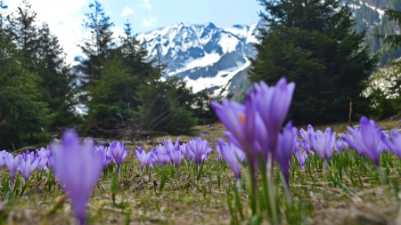 First Flowers on the Meadow