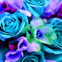mint green fuscia