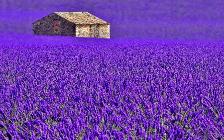 Lavender Field - Purple, Flowers, Meadow, House