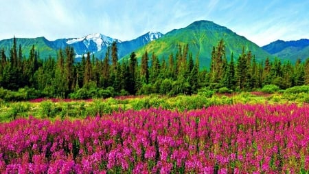 Green Mountains Wildflowers - slope, freshness, mountain, trees, hills, summer, field, nature, pink, wildflowers