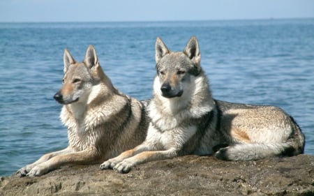 wolves - rock, canine, wolf, ocean, dog