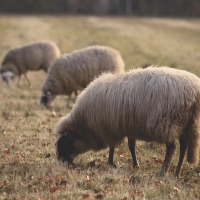 grazing sheep