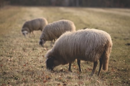 grazing sheep - sheep, field, grass, pasture