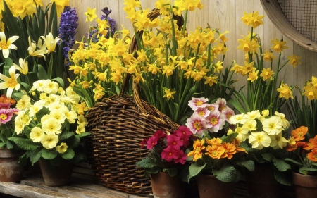 spring display - stem, basket, flower, petal