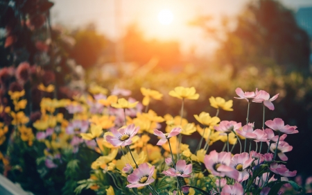 Meadow - flowers, spring, meadow, nature