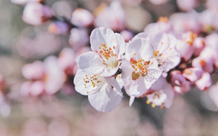 Blossoms - nature, blossoms, bloom, spring