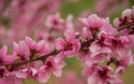 Bloom - nature, bloom, peach, spring