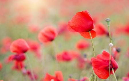 Poppies - flowers, meadow, poppies, nature