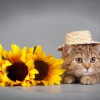 Funny Cat and Sunflowers