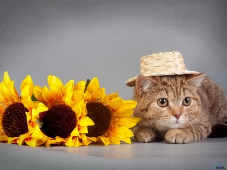 Funny Cat and Sunflowers - hat, sunflowers, animal, kitten, funny, cat